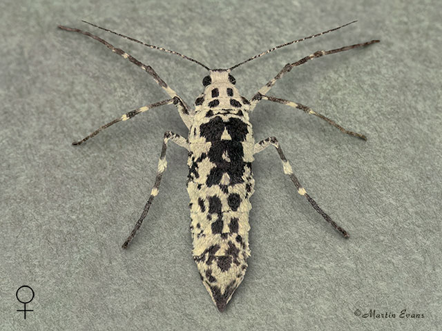  70.256 Mottled Umber female Copyright Martin Evans 
