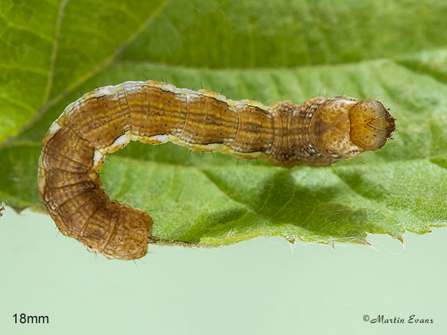  70.256 Mottled Umber larva 18mm Copyright Martin Evans 