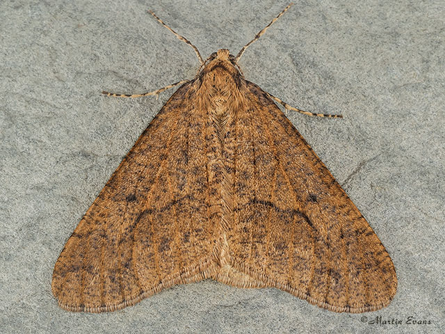  70.256 Mottled Umber Copyright Martin Evans 
