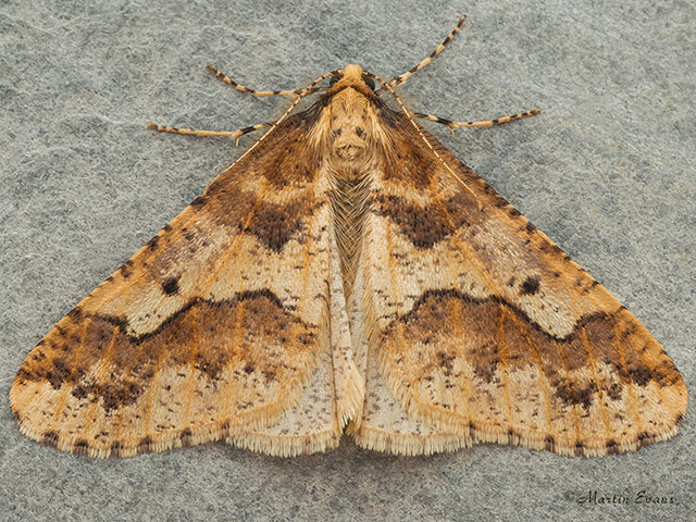  70.256 Mottled Umber Copyright Martin Evans 