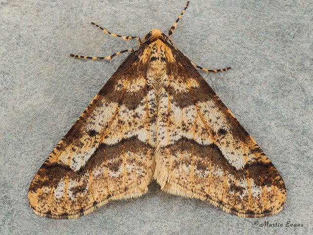  70.256 Mottled Umber Copyright Martin Evans 