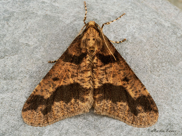  70.256 Mottled Umber Copyright Martin Evans 