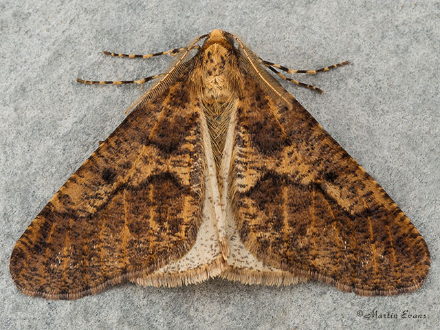  70.256 Mottled Umber Copyright Martin Evans 