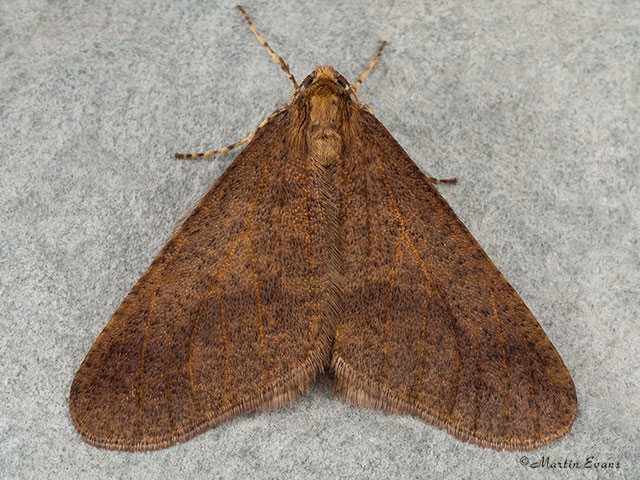  70.256 Mottled Umber Copyright Martin Evans 
