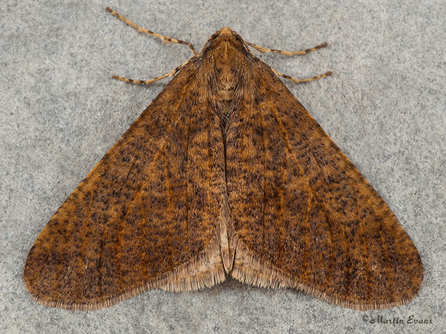  70.256 Mottled Umber Copyright Martin Evans 