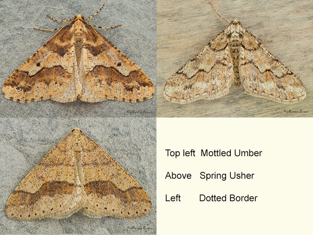  70.256 Mottled Umber, Spring Usher and Dotted Border Copyright Martin Evans 