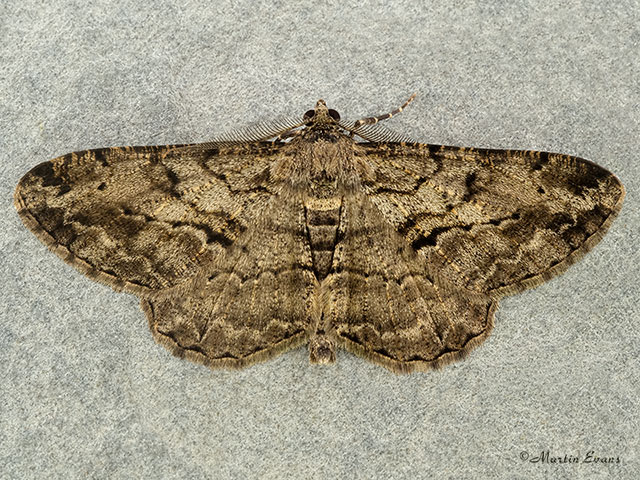  70.258 Willow Beauty Copyright Martin Evans 