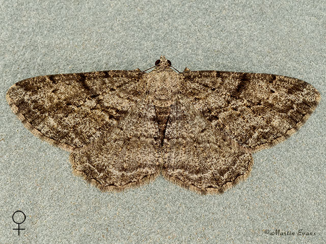  70.258 Willow Beauty female Copyright Martin Evans 