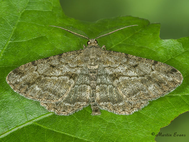  70.258 Willow Beauty Copyright Martin Evans 