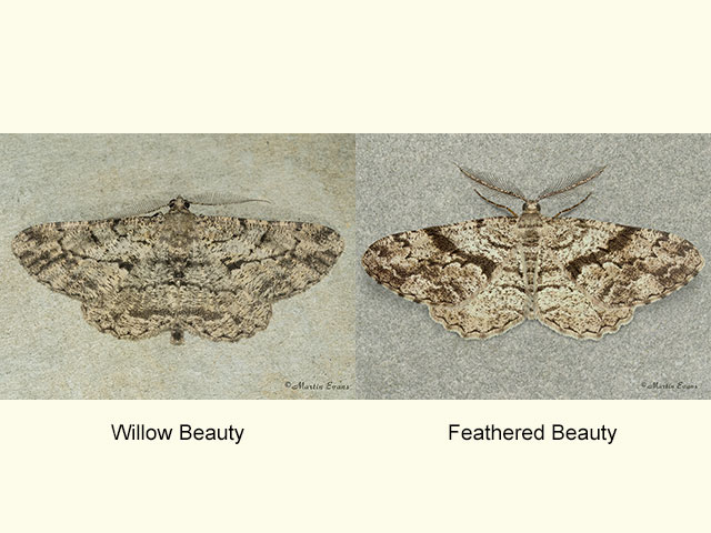  70.258 Willow Beauty and Feathered Beauty Copyright Martin Evans 