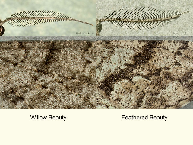  70.258 Willow Beauty and Feathered Beauty Copyright Martin Evans 