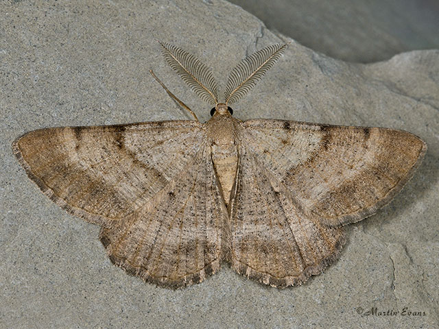  70.262 Bordered Grey Copyright Matin Evans 