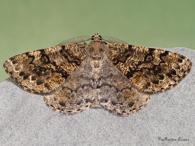  70.264 Satin Beauty Copyright Martin Evans 