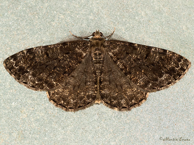  70.264 Satin Beauty dark form Copyright Martin Evans 