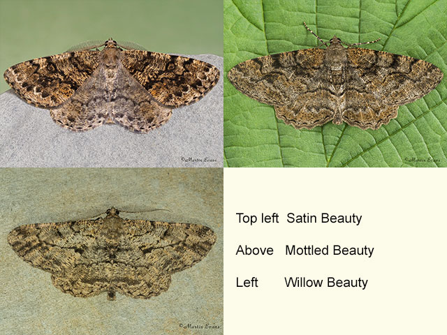  70.264 Satin Beauty, Mottleds Beauty and Willow Beauty Copyright Martin Evans 