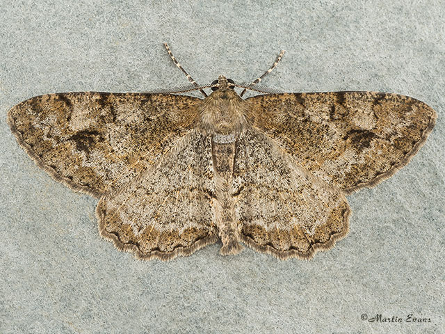  70.265 Mottled Beauty Copyright Martin Evans 
