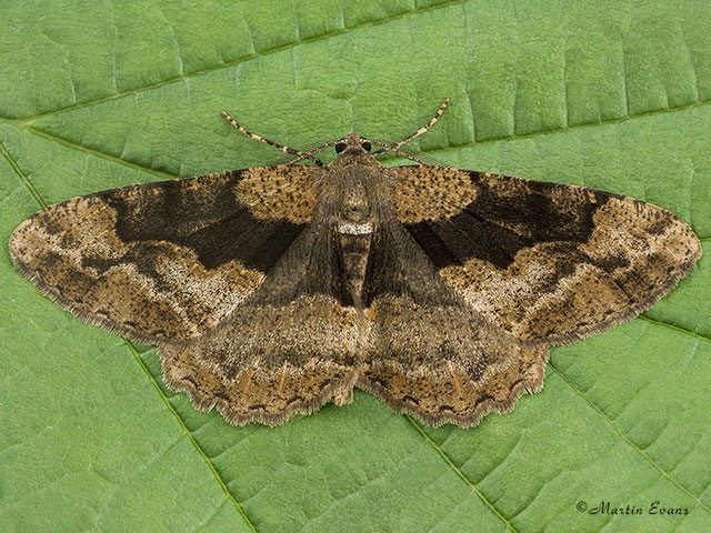  70.265 Mottled Beauty female Copyright Martin Evans 