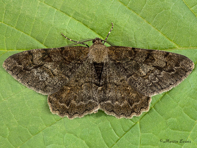  70.265 Mottled Beauty Copyright Martin Evans 