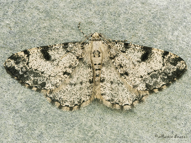  70.266 Dotted Carpet Copyright Martin Evans 