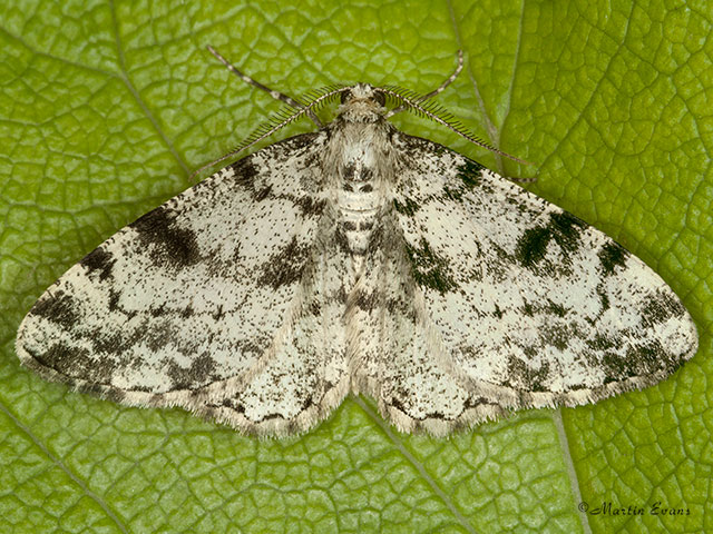  70.266 Dotted Carpet Copyright Martin Evans 