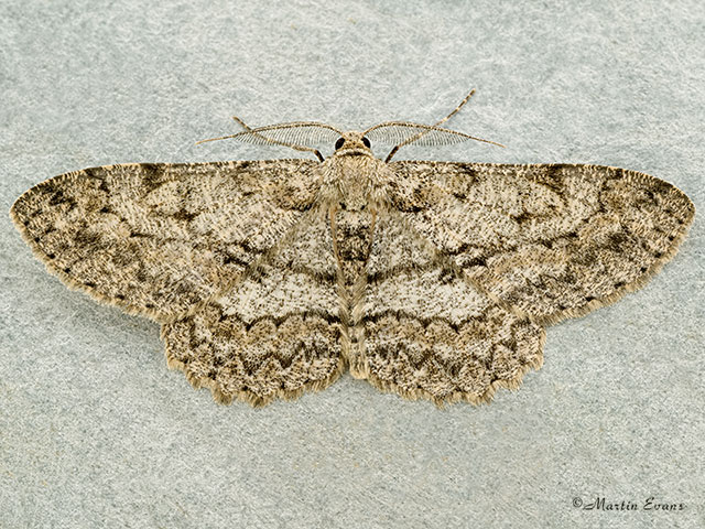  70.268 Pale Oak Beauty Copyright Martin Evans 