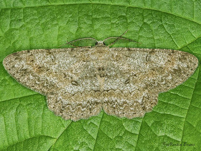  70.268 Pale Oak Beauty Copyright Martin Evans 