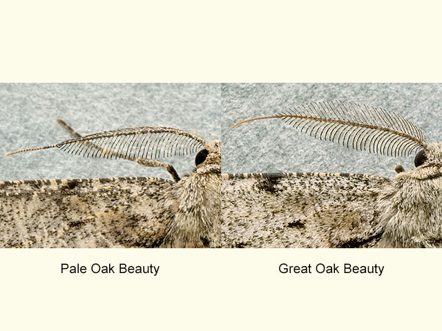  70.268 Pale Oak Beauty and Great Oak Beauty Copyright Martin Evans 