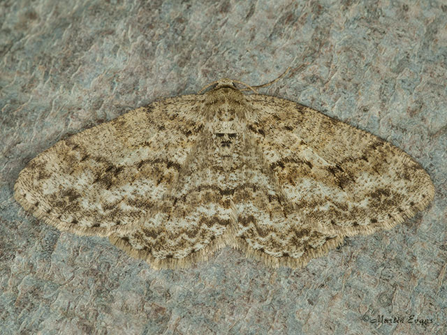  70.270 Engrailed Copyright Martin Evans 