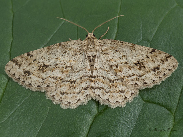  70.270 Engrailed female Copyright Martin Evans 