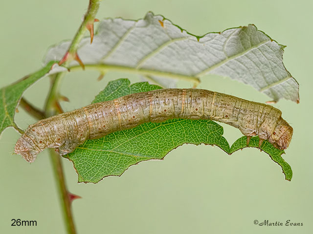  70.270 Engrailed larva 26mm Copyright Martin Evans 