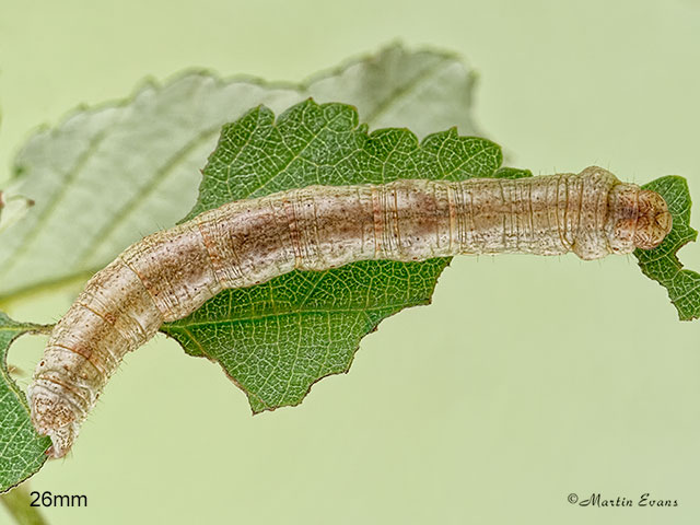  70.270 Engrailed larva 26mm Copyright Martin Evans 