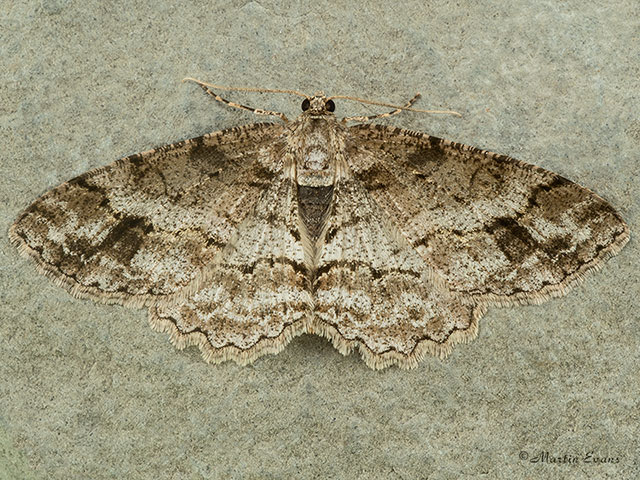  70.272 Square-spot Copyright Martin Evans 