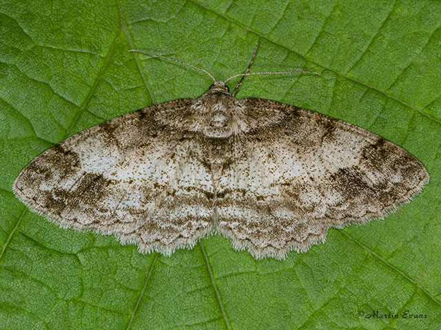  70.272 Square-spot form Copyright Martin Evans 