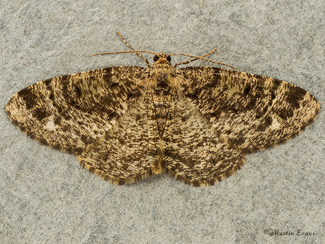  70.273 Brindled White-spot Copyright Martin Evans 