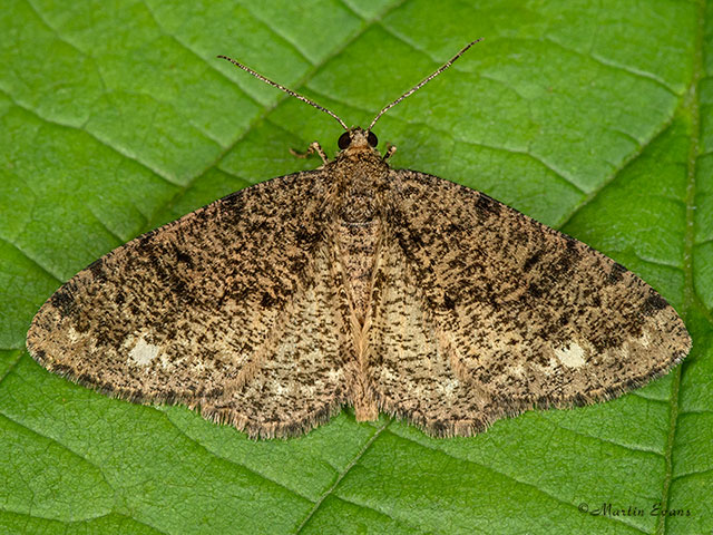  70.273 Brindled White-spot Copyright Martin Evans 