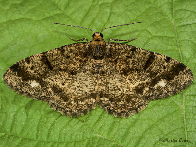 70.273 Brindled White-spot Copyright Martin Evans 