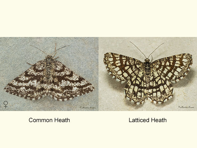  70.275 Common Heath and Latticed Heath Copyright Martin Evans 