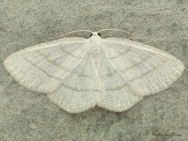  70.277 Common White Wave Copyright Martin Evans 