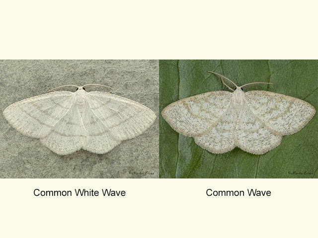  70.277 Common White Wave and Common Wave Copyright Martin Evans 