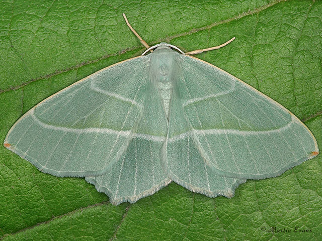  70.283 Light Emerald Copyright Martin Evans 