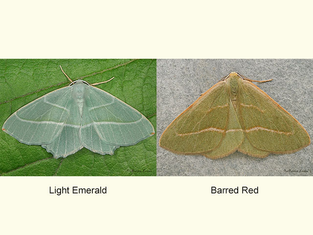  70.283 Light Emerald and Barred Red f.prasina Copyright Martin Evans 