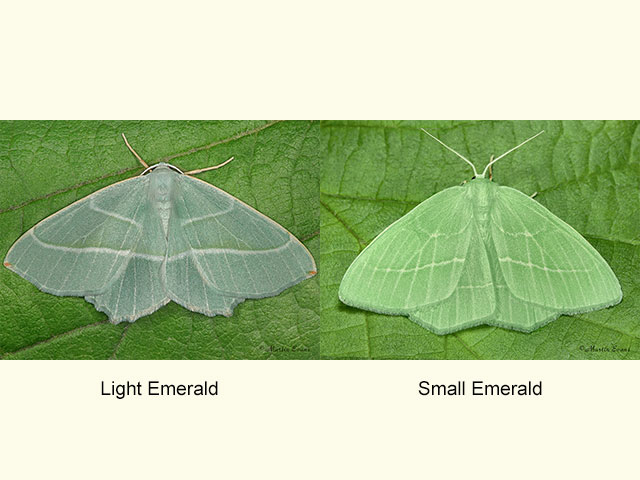  70.283 Light Emerald and Small Emerald Copyright Martin Evans 