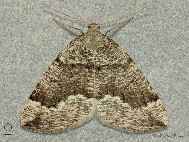  70.2841 Banded Pine Carpet Copyright Martin Evans