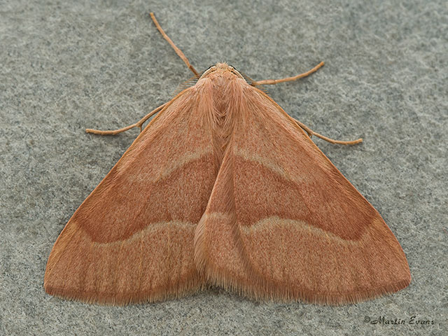  70.284 Barred Red Copyright Martin Evans 