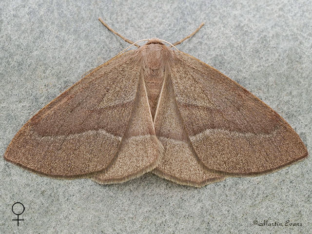  70.284 Barred Red - female brown form Copyright Martin Evans 