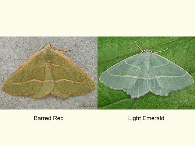 70.284 Barred Red f.prasina and Light Emerald Copyright Martin Evans 