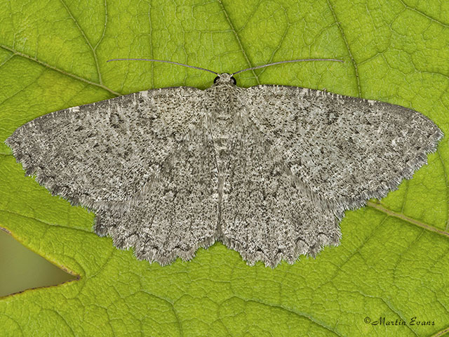  70.287 Annulet Copyright Martin Evans 