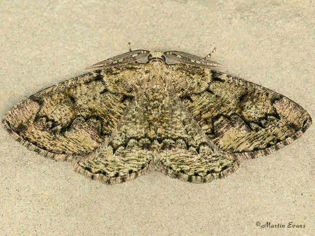  70.288 Brussels Lace Copyright Martin Evans 