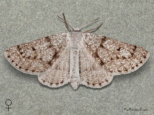  70.292 Grey Scalloped Bar Copyright Martin Evans 