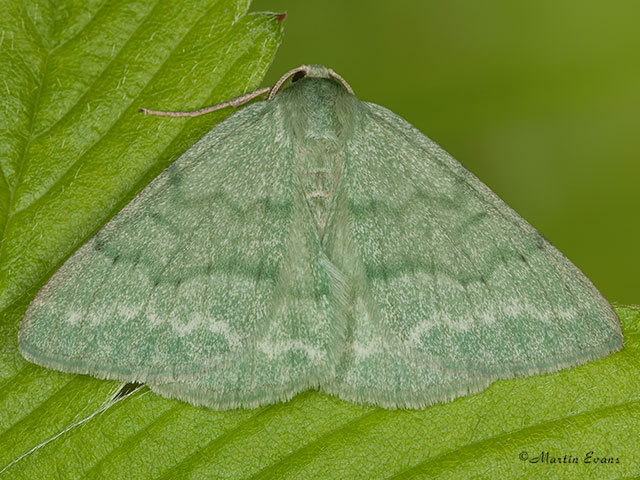  70.297 Grass Emerald Copyright Martin Evans 